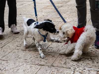 Rimessi a terra dopo l�inaspettato bagnetto Luna, Freddy e Jimmy cercano di leccar via le goccioline d�acqua dal loro muso, per poi lanciarsi tutti insieme in corse e giochi �benedetti� anche dai loro padroni